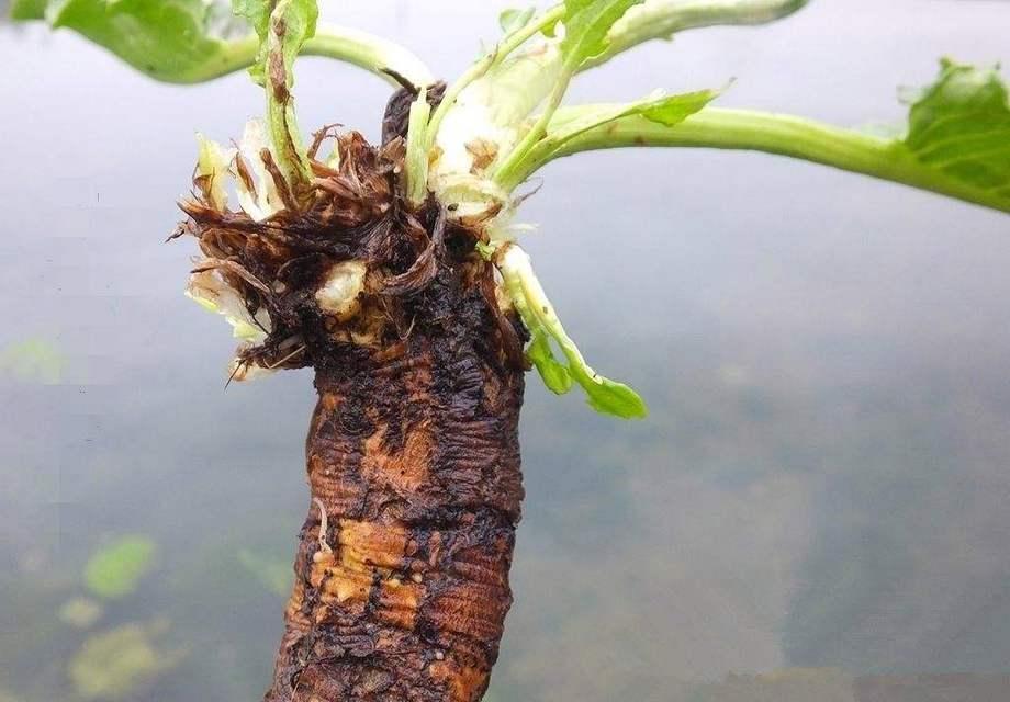 菠菜的根茎，可食用吗？（了解菠菜的根茎，健康饮食更精彩）