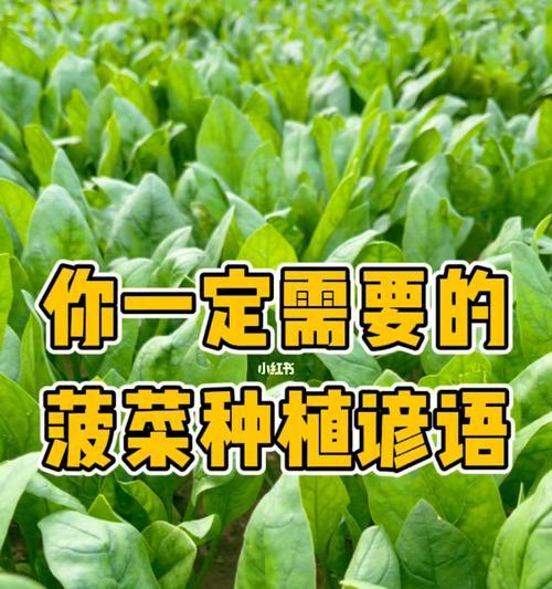 菠菜的种植时间和方法（适合几月份种植，最佳种植时间是什么？）