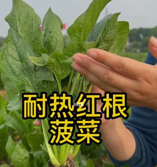 夏季也能种植菠菜？！（掌握这些技巧，让您在炎炎夏日也能轻松种植菠菜）