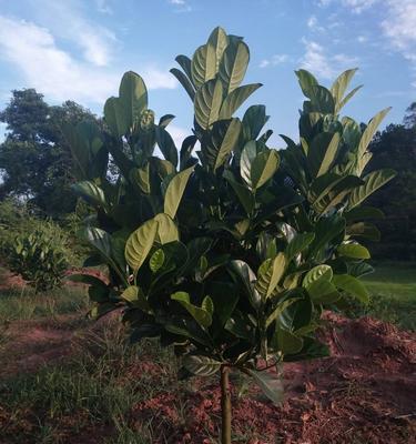 种植菠萝蜜的最佳月份（菠萝蜜种植的时间选取和注意事项）