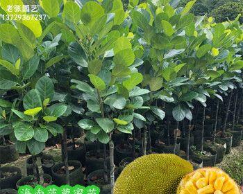 菠萝蜜的种植与养护全攻略（适合什么地方种植、怎样才能让菠萝蜜长得更好？）