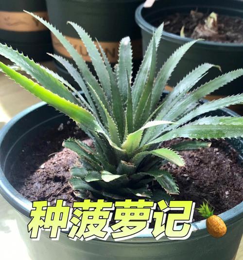 菠萝的种植方式（优缺点对比，选择最适合的方法）