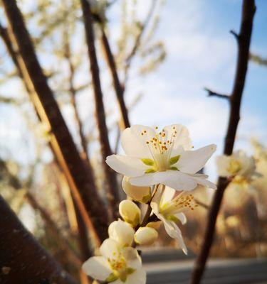 那些不开花的树（探秘树种及其特点）