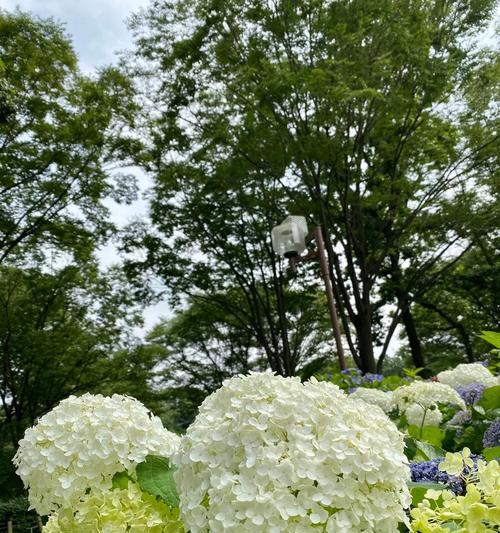 紫阳花花语（了解紫阳花的语言，读懂花开的心声）