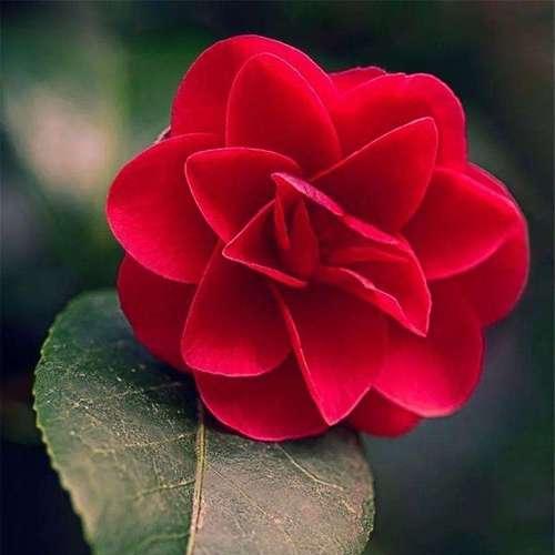山茶花的花语与不同颜色的含义（一朵花，一种情，一种寓意）