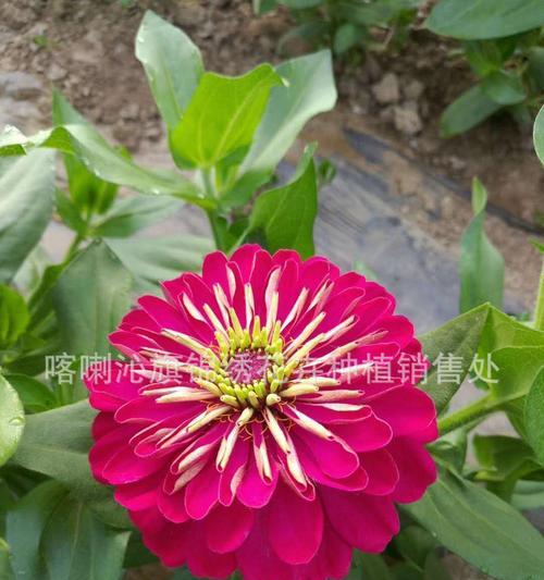 登高花，千层菲薄（探究步登高花的种类、特征与美丽）