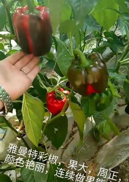 彩椒种植的最佳时间（种植彩椒的最佳时机和方法）