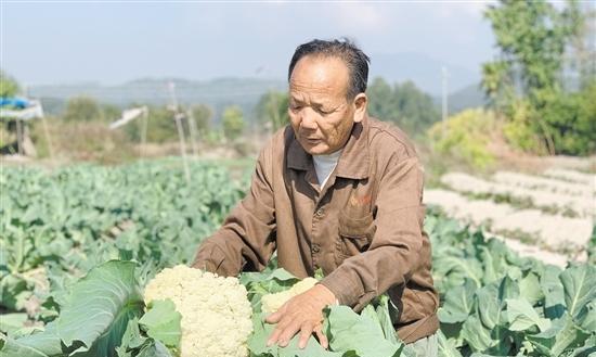 菜花成熟时间及采摘技巧（了解菜花成熟时间，轻松享受新鲜蔬菜的美味）