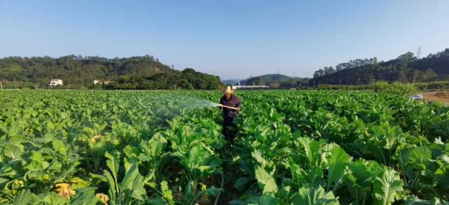 菜心种植的最佳时期（掌握最佳时间，获得丰收之路）