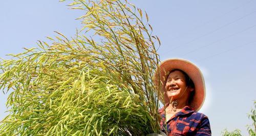 菜籽种植全流程（什么时候播种最合适？）