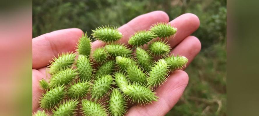 苍耳药用价值的全面解读（探寻苍耳的医疗功效及应用范围）