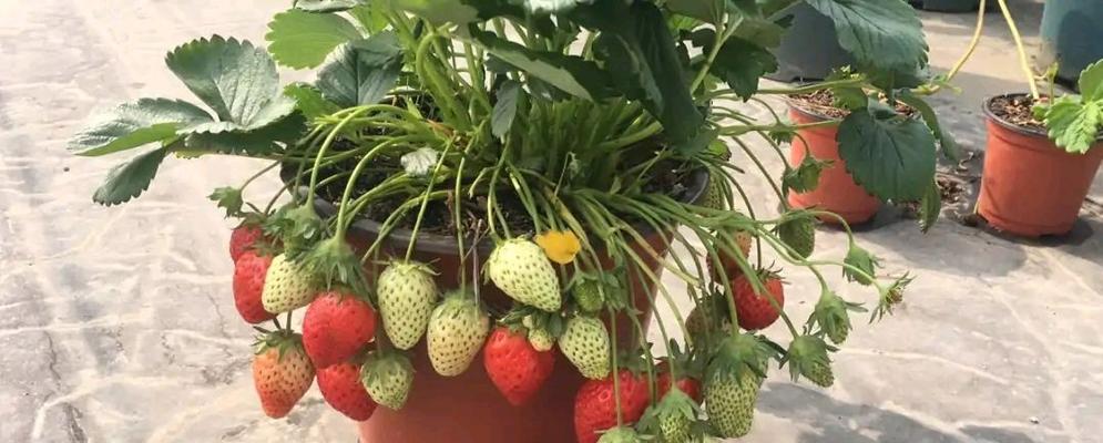 草莓春天的栽种方法（从选地到施肥，全方位解读）