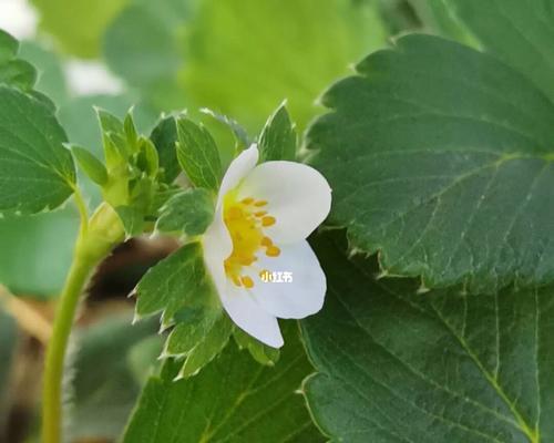 草莓几月份开花结果的完整生长周期（种植草莓必知的15个关键时期，知己知彼，百战不殆！）