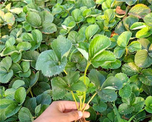 露天草莓种植指南（选择时机、选址和管理技巧）