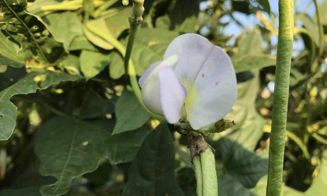 豆角生长周期的全面解析（从播种到收获，每个生长阶段都是关键）