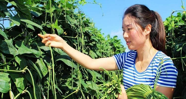 豆角种植的最佳时间（掌握种植时间，丰收不愁）