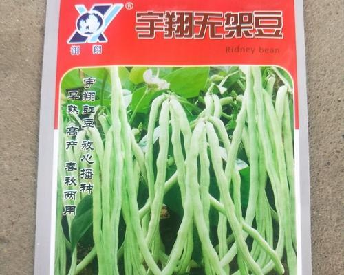 豆角种子可以食用吗？——解析豆角种子的营养价值和食用方法（豆角种子，垂涎一尝的营养小宝藏！）