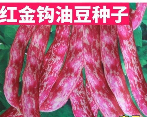 豆角子种子种植技巧详解（如何选购种子、准备种植土、浇水施肥等）