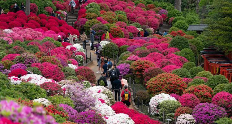 杜鹃花开放的季节和时间（春天的美丽与神秘）