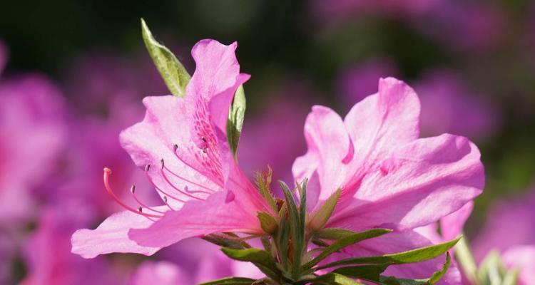 探寻中国哪个城市以杜鹃花为市花（揭开杜鹃花的历史文化底蕴）