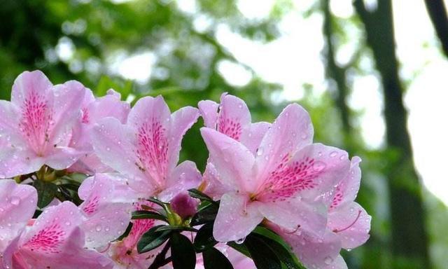 杜鹃花的喜阳和喜阴（探究杜鹃花生长的光照条件及其适应性）