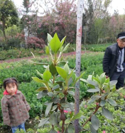 杜鹃可以地栽吗？探究杜鹃适合在地栽种的情况（了解杜鹃的喜好条件）