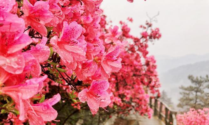 杜鹃（探讨杜鹃花的防雨能力及适应性）