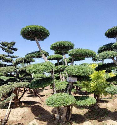 揭秘节白蜡开花的神秘过程（观察、探索、发现——了解节白蜡开花的种种奥秘）