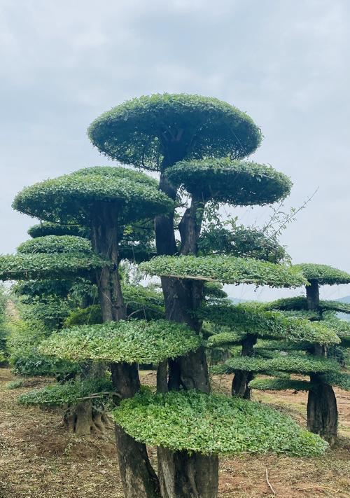 节白蜡，生长速度惊人！（一年能长多粗？节白蜡生长的神奇之处！）