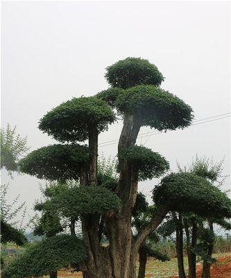 节白蜡树的生长环境需求（喜阴还是喜阳？）