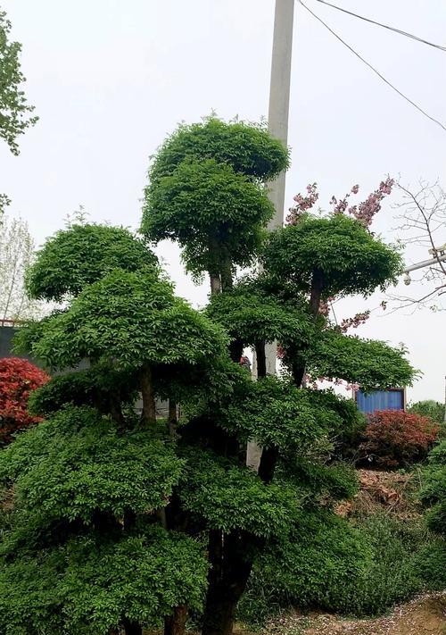 揭秘节白蜡真相（节白蜡有毒吗？真相揭开了！）