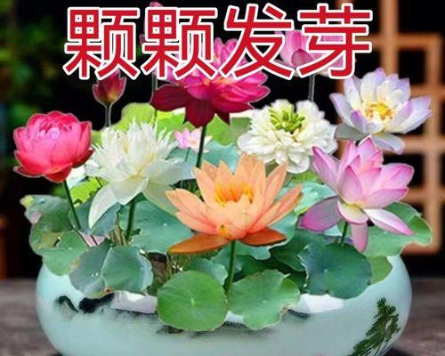 如何养护莲花，让它开花更多？（莲花养护必须知道的15个技巧）