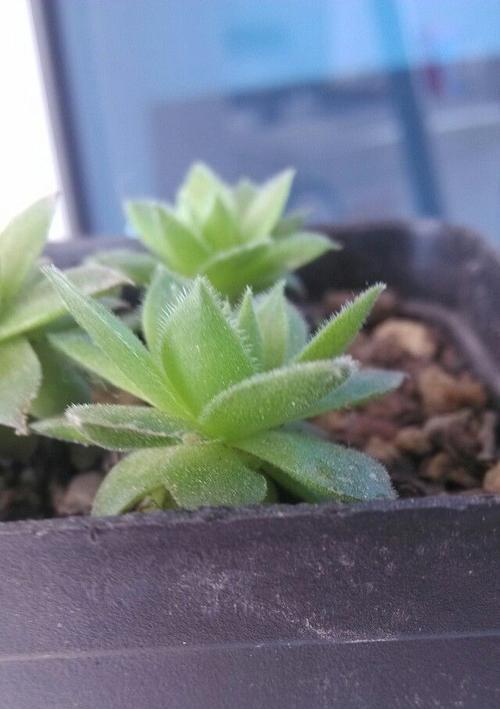 多肉植物病虫害防治技术与方法（从根本上保护你的多肉植物）