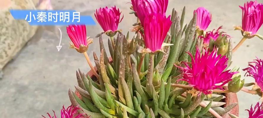 多肉开花是什么意思？（解读多肉植物的花语与预示）