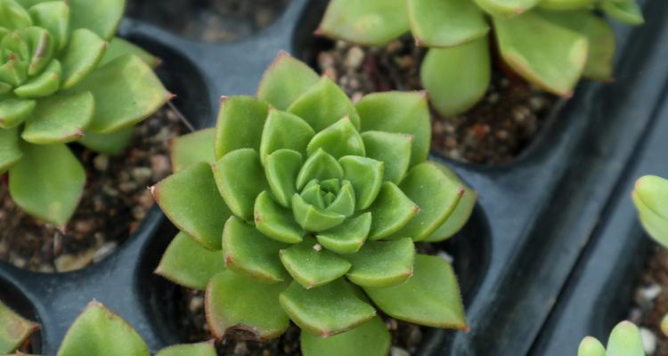 多肉植物的雨水浴（放心让它们淋雨吧！）