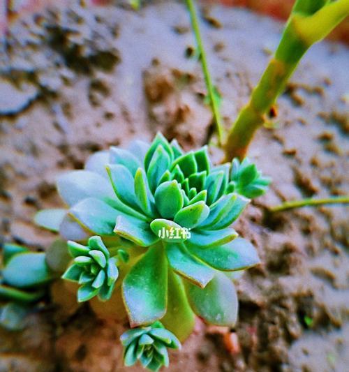 多肉植物的扦插技巧（如何正确扦插多肉植物来获得更多植株）