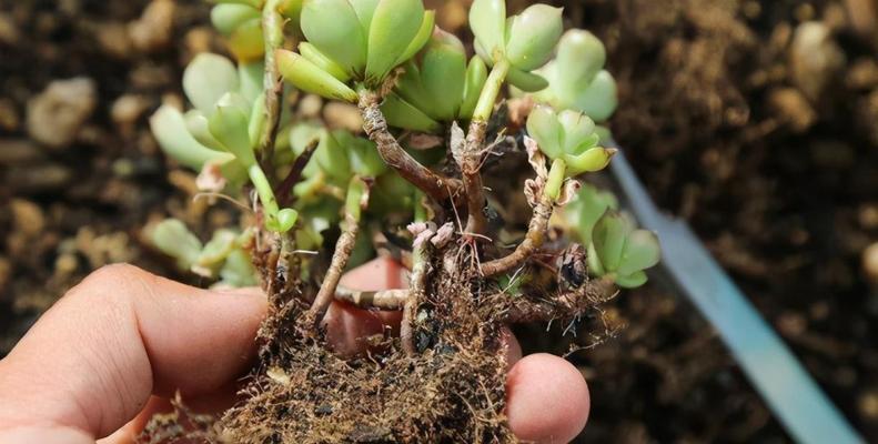 多肉植物土壤配制方法（营养土配比及）