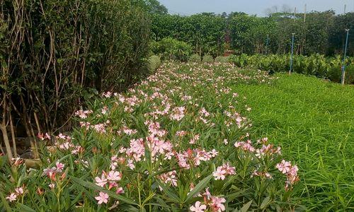 海口花卉种植指南（打造热带花园，享受美好生活）