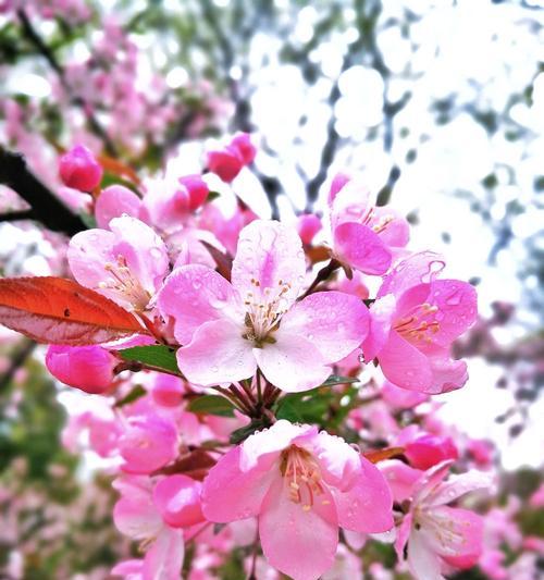 海棠花开春天（探秘海棠花的开花规律与魅力）