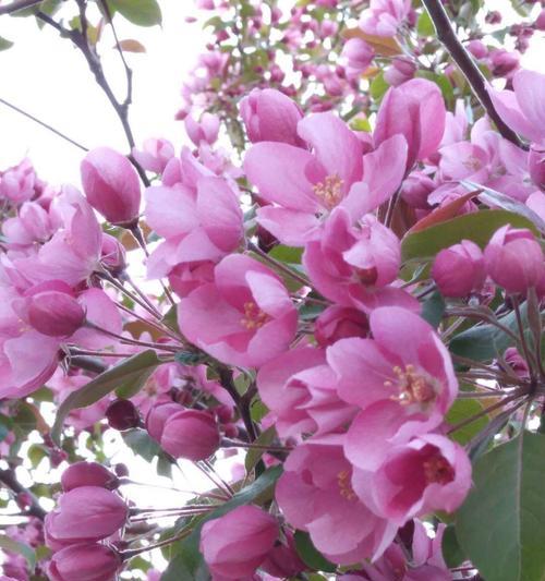 海棠花的花语与寓意（探究海棠花的内涵与美学价值）