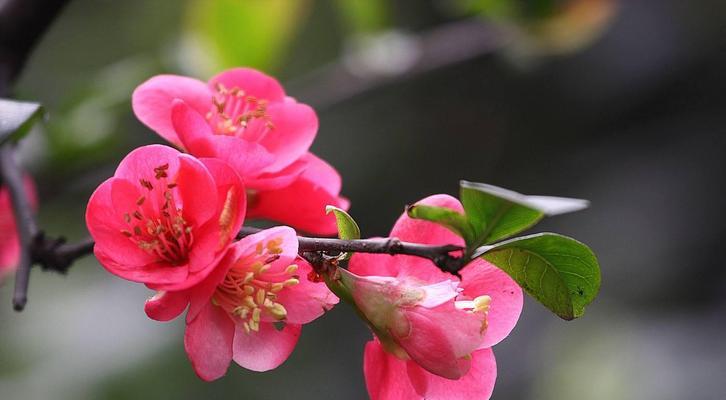 如何科学修剪海棠花（海棠花开花后的正确修剪方法）