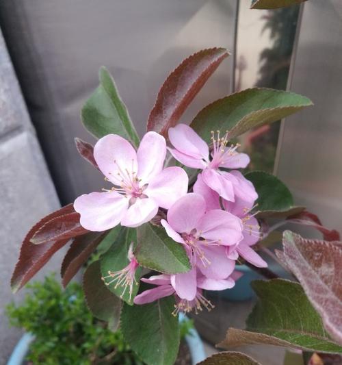 海棠花的耐寒性能（探究海棠花的寒冷适应机制）