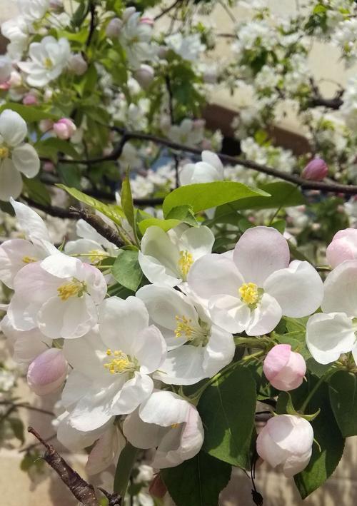 海棠花的喜阳特性（探秘海棠花的阳光需求及繁殖技巧）