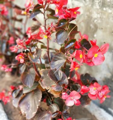 海棠花喜阳光的种植与护理（让花开得更美——海棠花阳光护理全攻略）