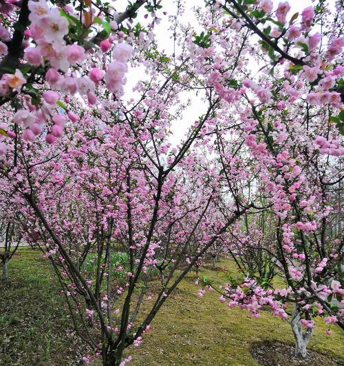 海棠花色彩多样（探秘海棠花的五大颜色）