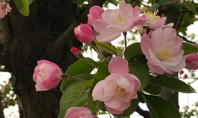 探究海棠花的芳香之谜（探究海棠花的芳香之谜）