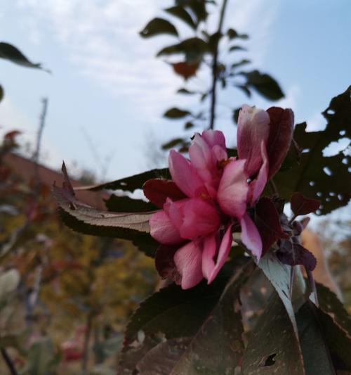 海棠树开花结果的全过程（盛开的美丽花朵，从花苞到结果）