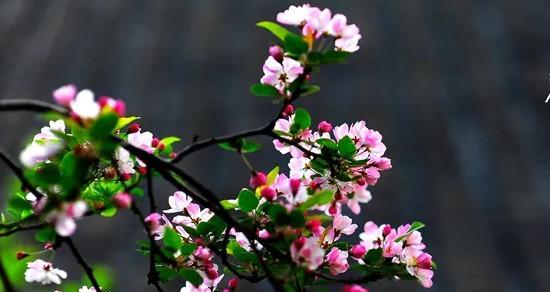 丽格海棠开花时间及特点（了解丽格海棠花期，享受美丽盛宴）