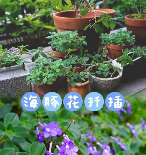 探秘海豚花的花期（盛开时节、特点与保护）