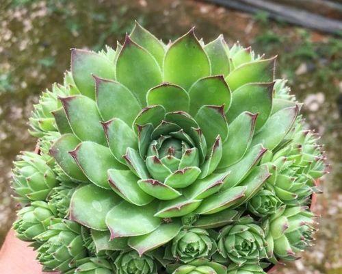 从零开始，轻松掌握海芋养殖技巧！（了解海芋的栽培需求与繁殖方法，让家中盆栽更加美丽多姿。）